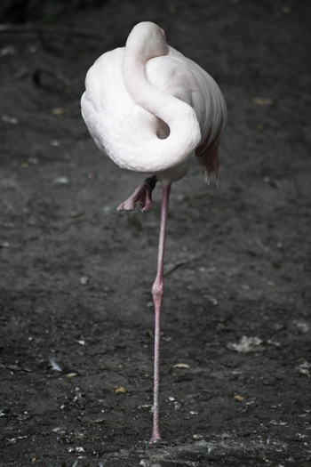 Photo of Berlin Zoo