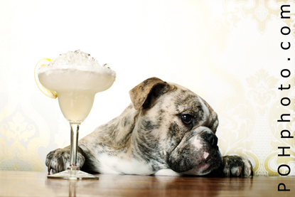 Photo of Dog drinks